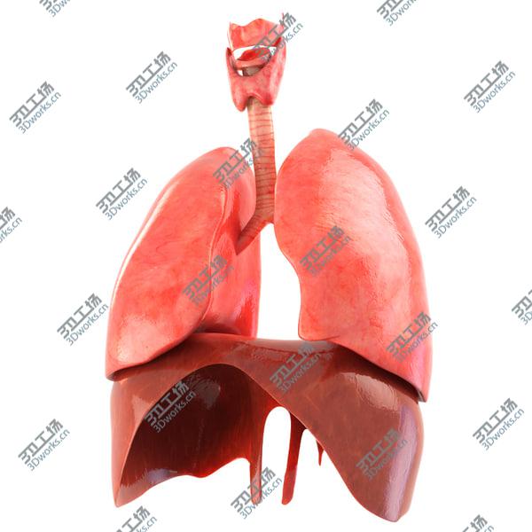 images/goods_img/20210312/Lungs animated/2.jpg